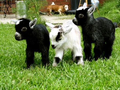 Baby Goats 404 Page