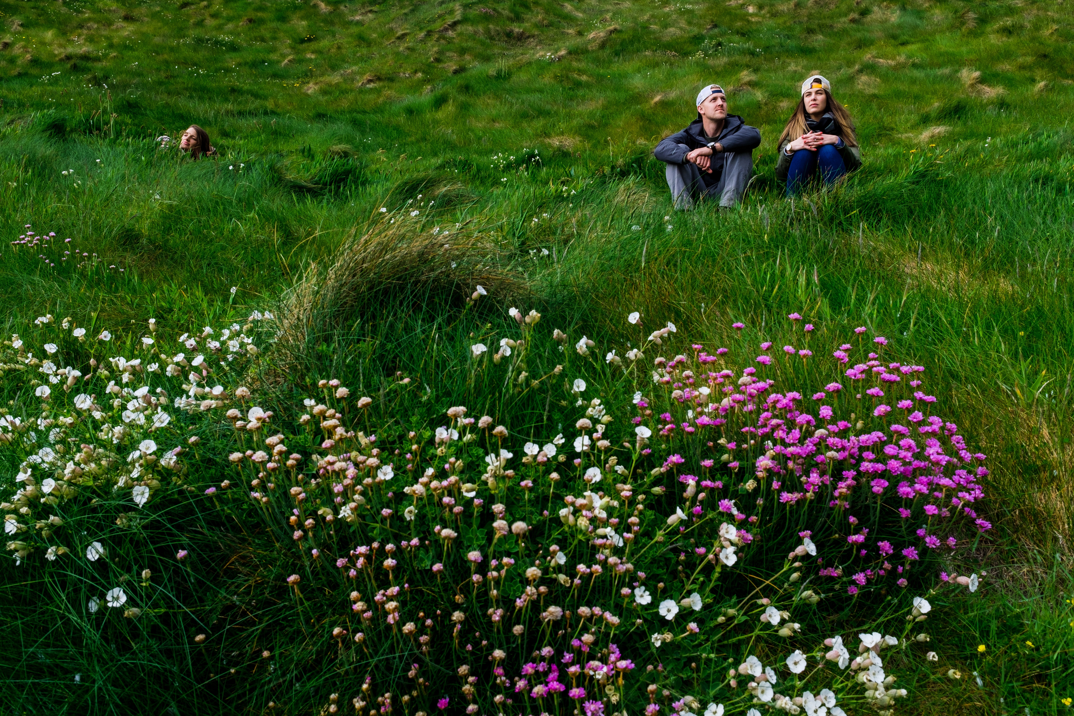 Wild flowers at the Cliffs of Moher