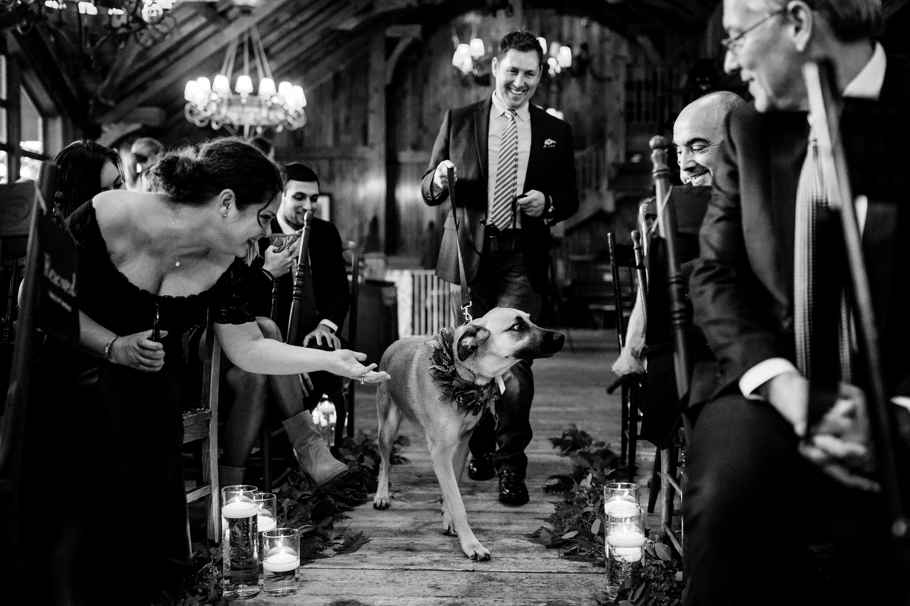 Ryan & Meghan's dog walks down the isle during their Saddleridge Beaver Creek Wedding.