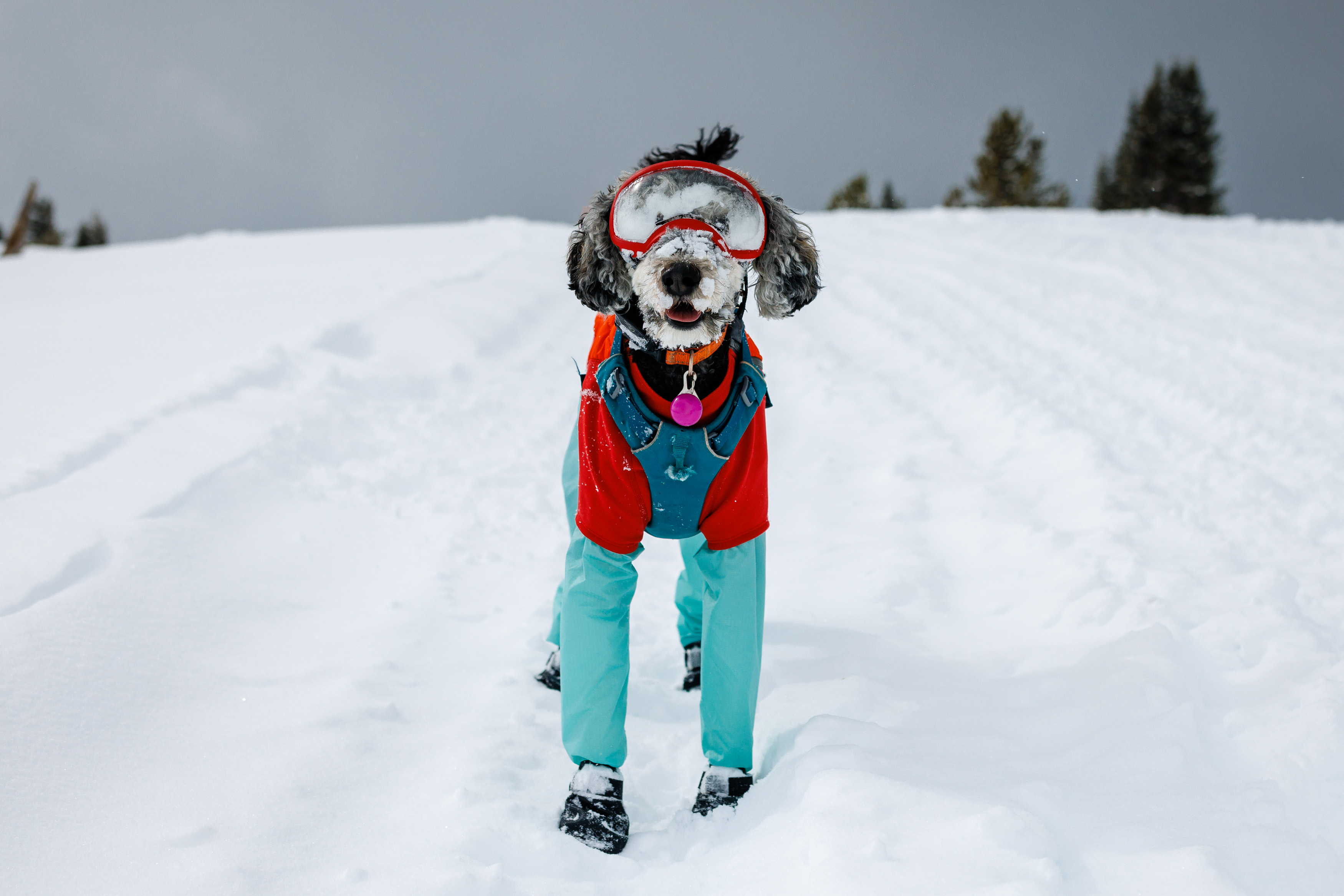 Backcountry ski dog with her goggles and snow booties.