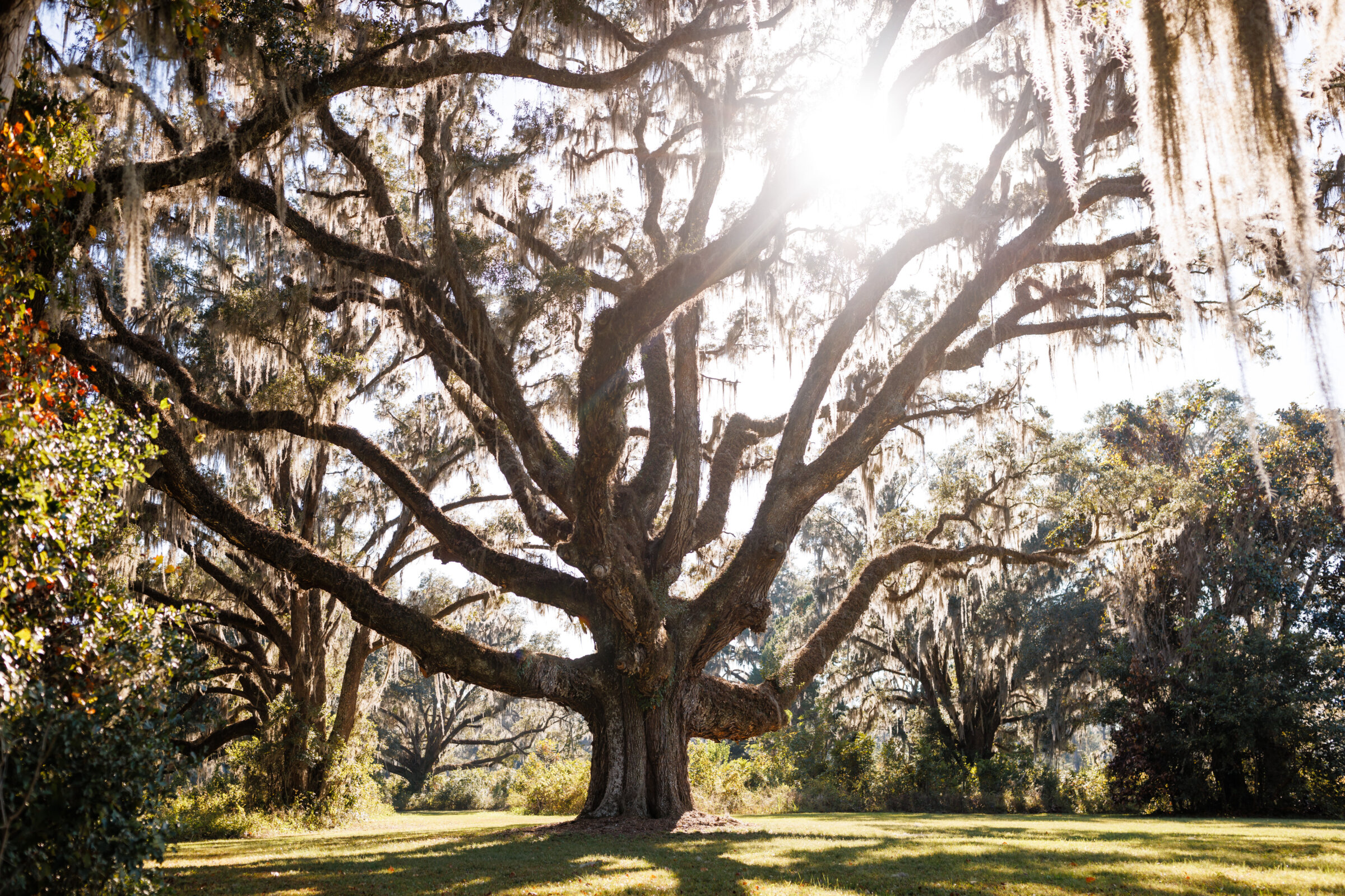 Damian McCrea s Tallahassee Plantation Wedding Top Colorado damian-mccrea-s-tallahassee-plantation-wedding-top-colorado